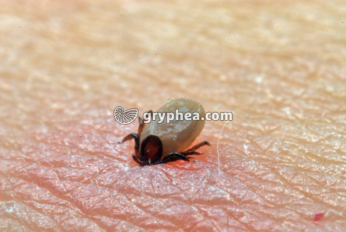 Tique commune (Ixodes sp.) - repas de sang - gryphea.com